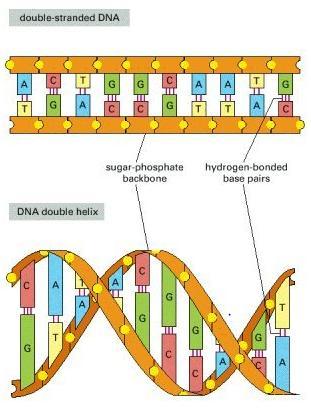 DNA Structure What is a double helix?