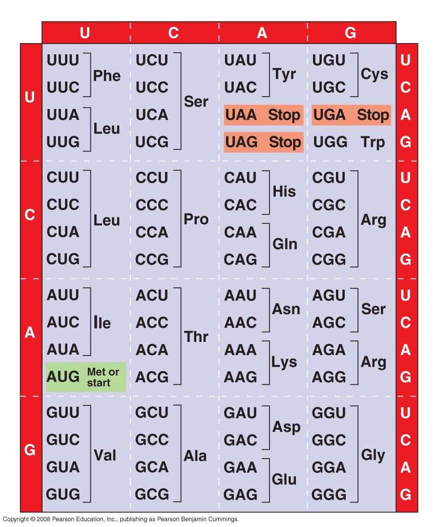 First mrna base ( end of codon) Third mrna base ( end of codon) Of the 64 triplets, 61 code for amino acids; 3 triplets are stop
