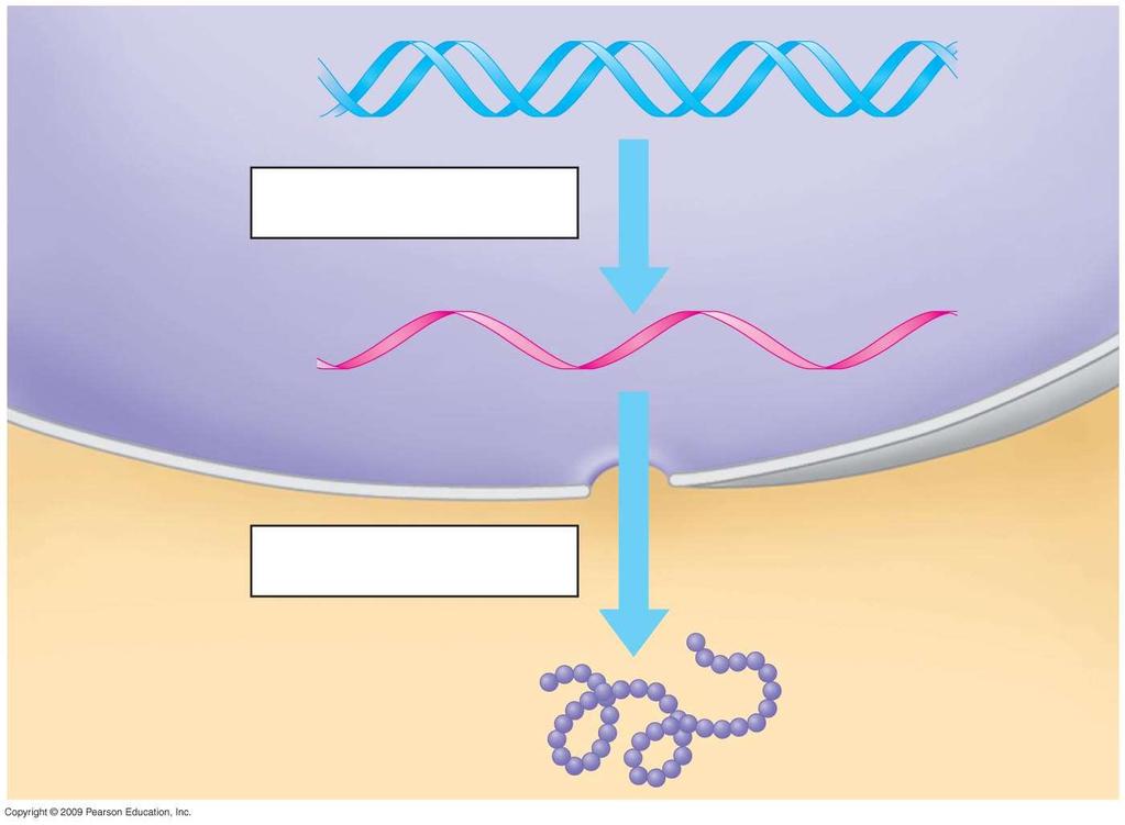 DNA Transcription RNA