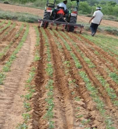 The width of each blade is 15 cm. for operation, the weeder is passed in between the rows of crop so the blades cut and uproot the weeds. Its field capacity is 2.0 ha/day.