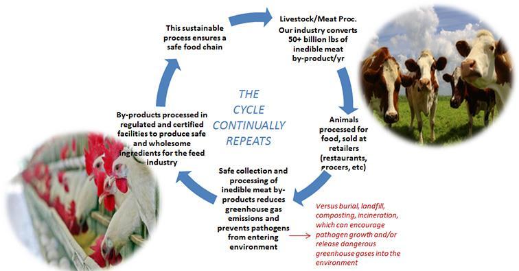 Sustaining our Planet Meat By-Product Processing Our industry provides a cycle of sustainability to the food industry,