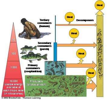 Energy Pyramid Only 5 to 20% of energy is transferred to the next trophic level due to: predator