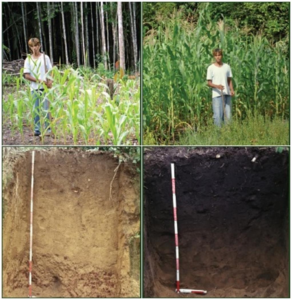 Biochar history Pre-Colombian anthropogenic soils 2,500 year history Composed of: