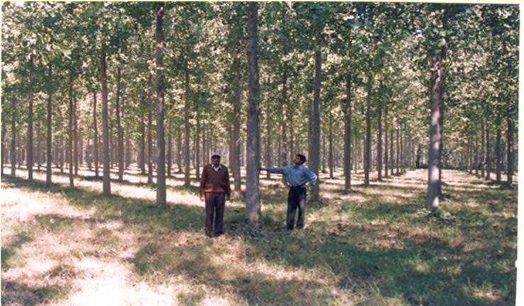 Forest sector and the CDM A/R CDM project activities may include: Afforestation of wastelands