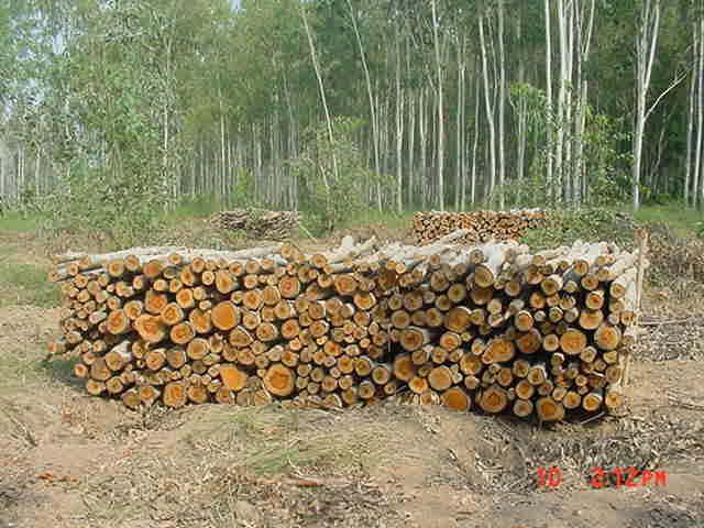 Case study on estimation of Carbon Sequestration potential in Harvested wood products not eligible for first commitment period