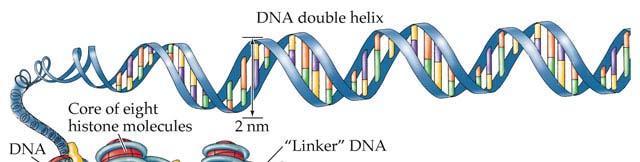 Epigenetics The study of heritable changes that involve