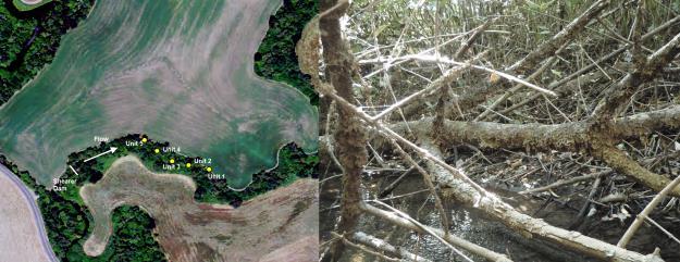 Figure 6: The Calapooia 3 dispersed site (map on left, photo on right). Site is downstream of the former location of Shearer Dam, 9.