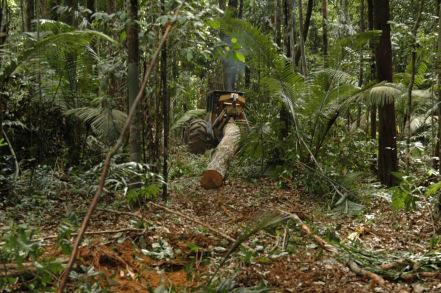Selective Cuts in Natural Tropical Forests Results in permanent