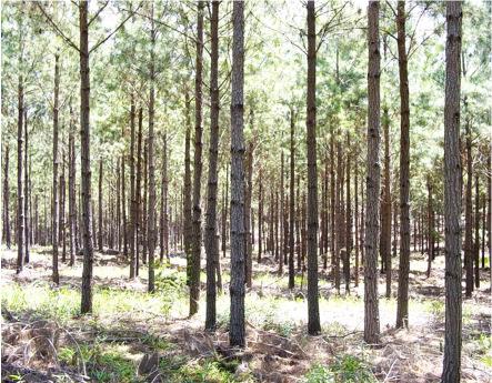 Plantation Management: Pulp & Paper Short rotation periods, 5 10 years Wood