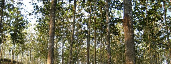 Plantation Management: Quality Wood Medium rotation periods, 10 25