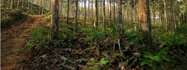 importance Silviculture manage