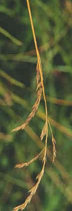 However, in some situations, tall fescue causes animal production and health problems.