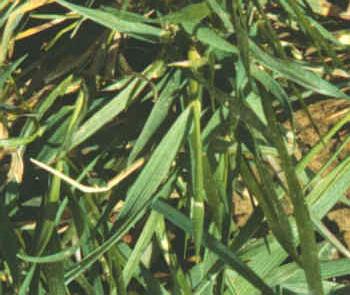 The lower leaf surface is smooth and glossy and is slightly keeled. The leaf margin is rough. There is a distinct collar between the leaf blade and the round leaf sheath or "stem.