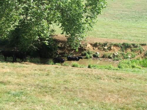Shade in pastures can keep cows out of streams http://vawatercentralnewsgrouper.wordpress.