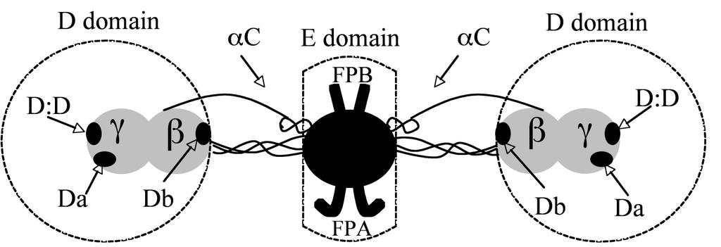Fibrinogen molecular structure The major domains (E and D) and the coiled-coil segments (C) connecting them in fibrinogen and fibrin monomer.