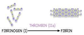 Thrombin Time Thrombin cleaves both fibrinopeptides A and B.