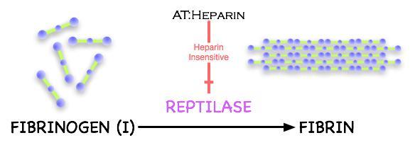 Reptilase Time Reptilase is an enzyme similar to thrombin that is found in the venom of Bothrops snakes.