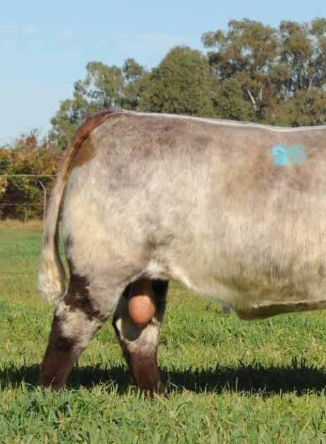 As one breeder found, using AI, the purebred Angus cows achieved 69% conception, the cross first calvers achieved 71% and the cross heifers achieved 81%.