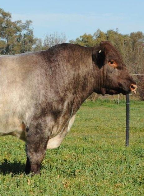 Lets look at some other findings from the 2014 Southern Beef Situational Analysis, There are widely acknowledged benefits to be gained by efficient use of cross breeding to capture hybrid vigour.