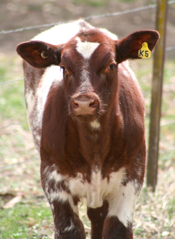 SHORTHORN PROFIT Because we all need proof MRC Project M112b In 1996, the Meat Research Corporation released the findings of the M112B Project, a large scale, breed evaluation scheme, the largest