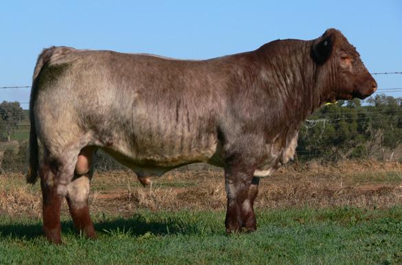 The modern has a tremendous ability to balance out the economically important traits and provide breeders with an easy care, efficient, productive and effective cow base producing quality steers