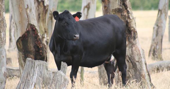 cattle are arguably the most complementary cattle in the world; they form the basis of over 40 breeds worldwide. And they are in demand. cattle are renowned for their carcass quality.