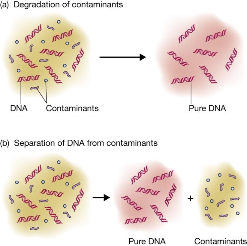 Purification of DNA from a cell extract Organic extraction and enzyme digestion Deproteinization