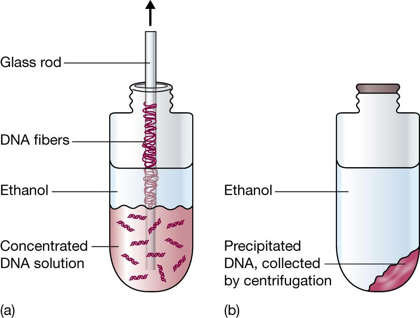 A common way of concentration is ethanol precipitation.