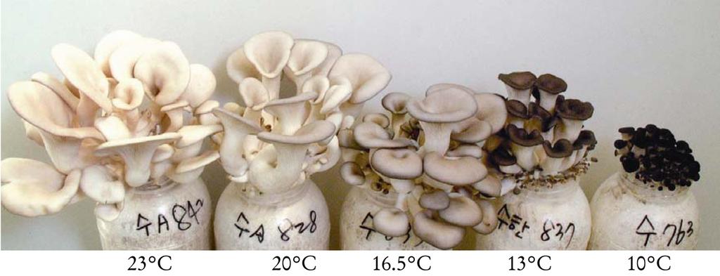 18 Chiang Mai J. Sci. 2014; 41(X) ostreatus (Figure 3) is 25 o C, while primordia formation and fruiting body production were 10 1 o C and 10 17 o C, respectively [127]. In the case of P.