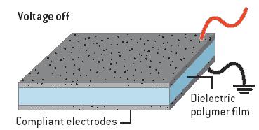 Electroactive Polymers Mechanism: