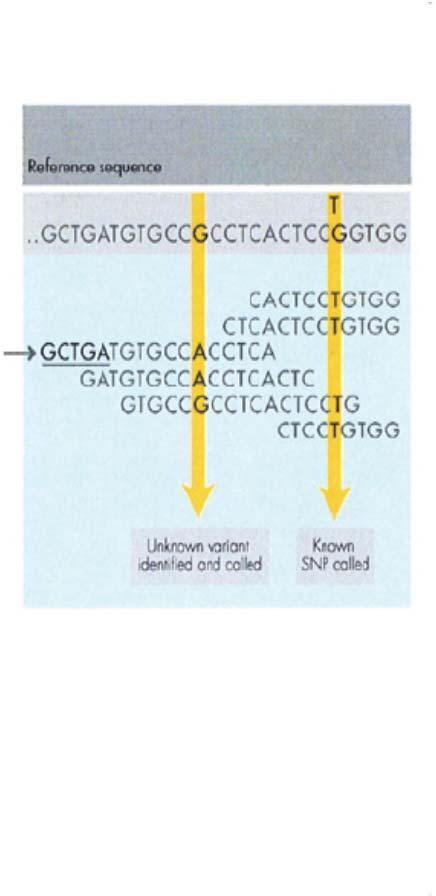 35 cycles of sequencing are repeated to determine the sequence of bases