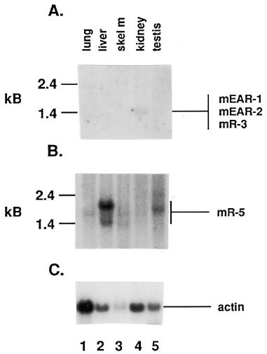 4238 Nucleic Acids Research, 1997, Vol. 25, No. 21 fragments amplified from murine genomic DNA.