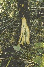 Laminating of rotting wood caused by Phellinus weirii Pitting of wood caused by laminated root rot Prolonged decay by laminated root rot, caused by Phellinus weirii, creates small pits in the wood.