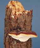 If a conk is not present, a suspect tree may be drilled to see if the stem wood is still sound.