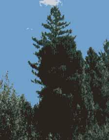 symptoms of Douglas fir