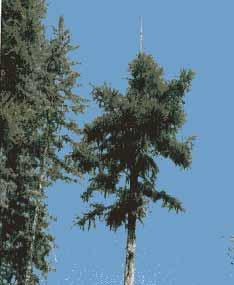 symptoms Lodgepole pine