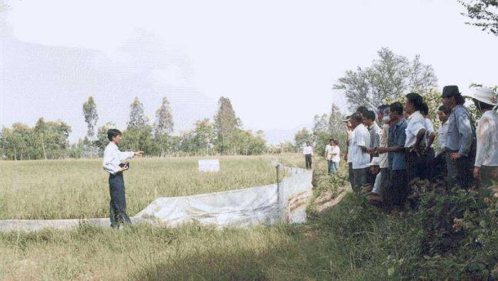 Haifa Bonus trials: Vietnam Mekong Delta (Vietnam) On-farm demo plots Seeing is