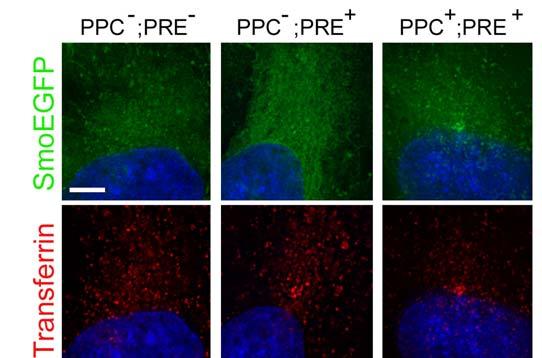Supplementary Figure 9. PPC overlaps with pericentrosomal recycling endosomes.
