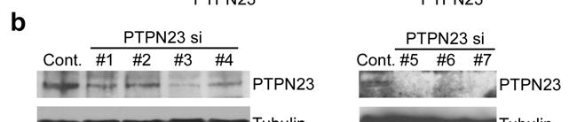 a, Multiple distinct sirnas targeting PTPN23