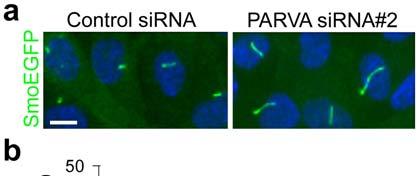 Supplementary Figure 5. PARVA is involved in negative regulation of ciliogenesis.
