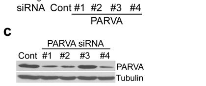 μm). c, Correlation of knockdown phenotype with protein levels was confirmed by Western