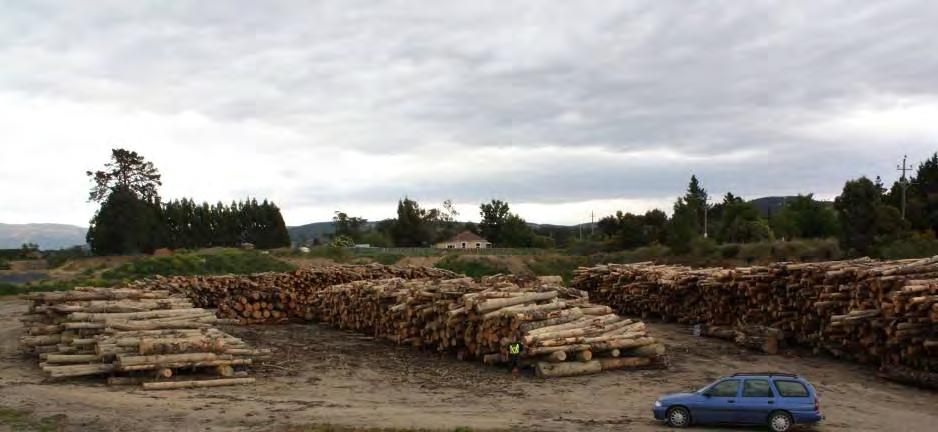 Figure 1: 1500 tonnes of stacked logs at Milners Quarry. The stack consists of over sized, under-sized and other logs that do not meet sawlog grade due to defects such as sweep and knot size.