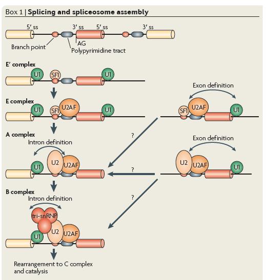 Intervening Sequences (introns): how does the cell get rid of them? Splicing!
