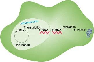 transcription a usually short-lived RNA copy of the DNA is created through transcription