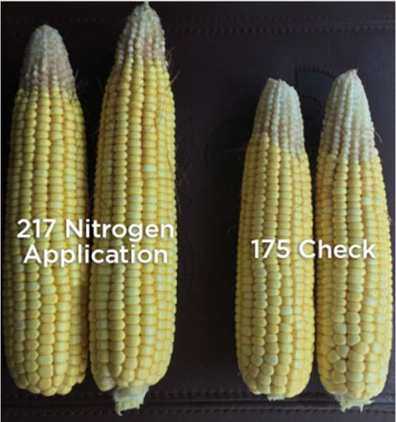 nitrogen: 217 bu/acre Check strip no additional