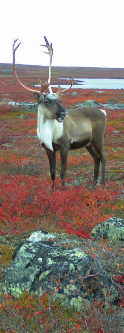 Bull caribou at Courageous Lake area Courtesy of Seabridge Resources Pillar Four: Promoting Sustainability Sustainable development is a priority of the territorial government and is reflected in the