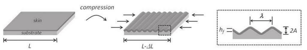 Figure 24 Surface wrinkling of a thin film of length L and height h laminated onto a flexible substrate. The thin film forms buckles of wavelength λ and amplitude A under compression.