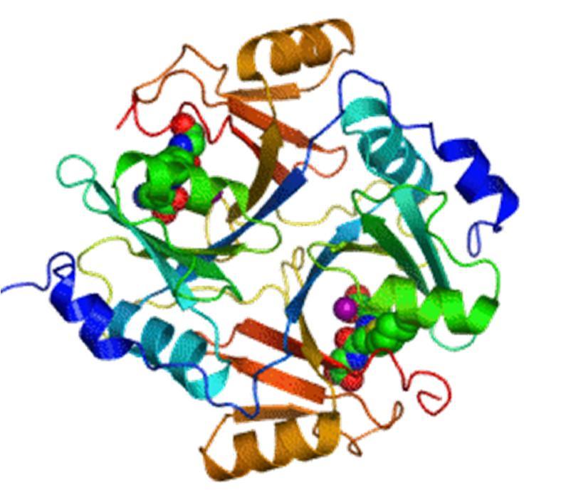 Enzymes are specific and predictable proteins Sustainable solutions with low energy use Enzymes exist in nature (building blocks for life), or can be synthesized Proteins, natural biocatalysts for