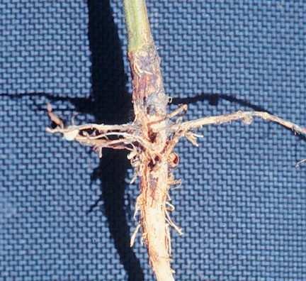 Root Rot Symptoms : Rotting in the roots of the plant. Cause Usually, this is a result of overwatering.