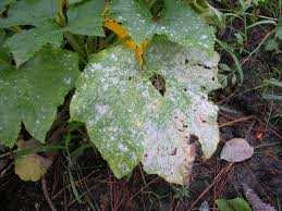 Powdery mildew Powdery mildew is a fungal disease that affects a wide range of plants.